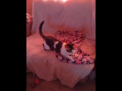Cute kitty falls off the couch while playing